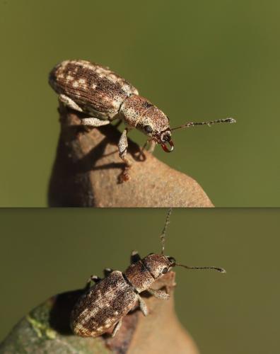 Réf. 333 585 : Pachyrhinus squamosus